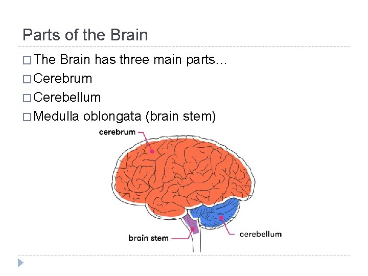 Parts of the Brain � The Brain has three main parts… � Cerebrum � Parts of the Brain � The Brain has three main parts… � Cerebrum �