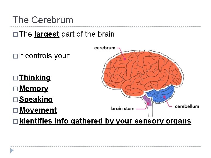 The Cerebrum � The � It largest part of the brain controls your: � The Cerebrum � The � It largest part of the brain controls your: �