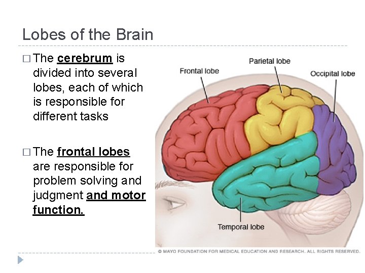 Lobes of the Brain � The cerebrum is divided into several lobes, each of Lobes of the Brain � The cerebrum is divided into several lobes, each of