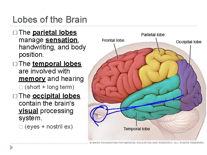 Lobes of the Brain � The parietal lobes manage sensation, handwriting, and body position. Lobes of the Brain � The parietal lobes manage sensation, handwriting, and body position.