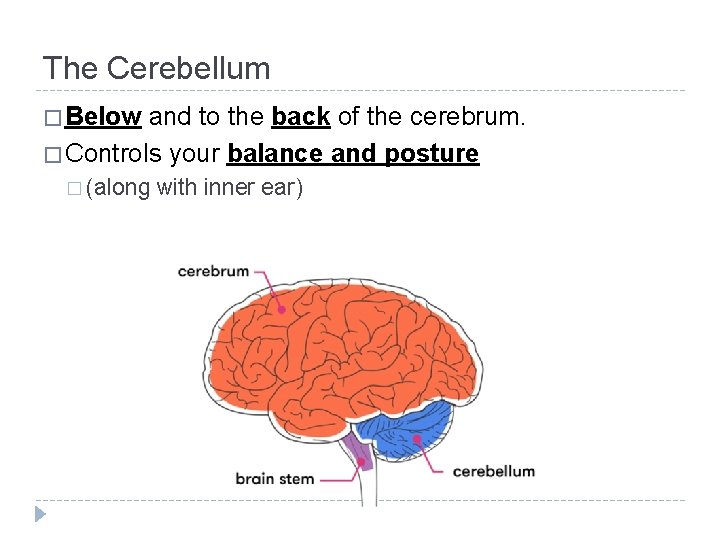 The Cerebellum � Below and to the back of the cerebrum. � Controls your The Cerebellum � Below and to the back of the cerebrum. � Controls your