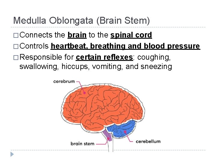Medulla Oblongata (Brain Stem) � Connects the brain to the spinal cord � Controls Medulla Oblongata (Brain Stem) � Connects the brain to the spinal cord � Controls