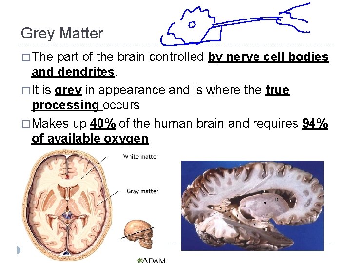 Grey Matter � The part of the brain controlled by nerve cell bodies and Grey Matter � The part of the brain controlled by nerve cell bodies and