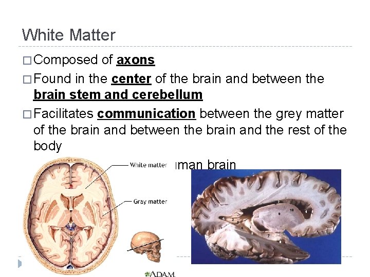 White Matter � Composed of axons � Found in the center of the brain White Matter � Composed of axons � Found in the center of the brain
