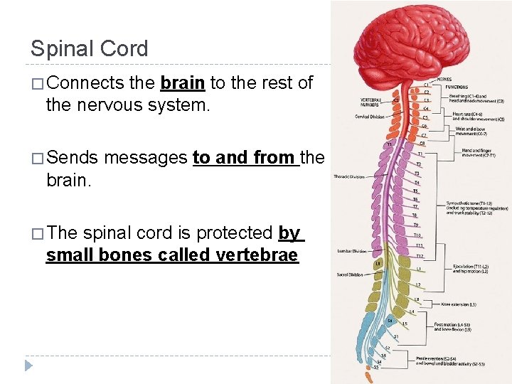 Spinal Cord � Connects the brain to the rest of the nervous system. � Spinal Cord � Connects the brain to the rest of the nervous system. �