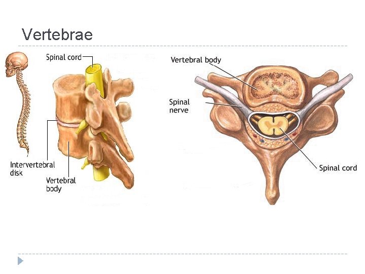 Vertebrae Vertebrae