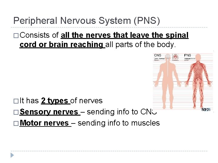 Peripheral Nervous System (PNS) � Consists of all the nerves that leave the spinal Peripheral Nervous System (PNS) � Consists of all the nerves that leave the spinal