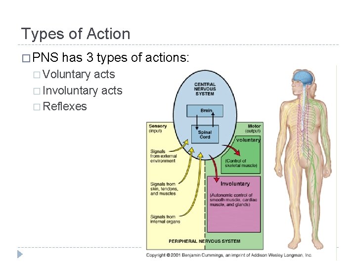 Types of Action � PNS has 3 types of actions: � Voluntary acts � Types of Action � PNS has 3 types of actions: � Voluntary acts �