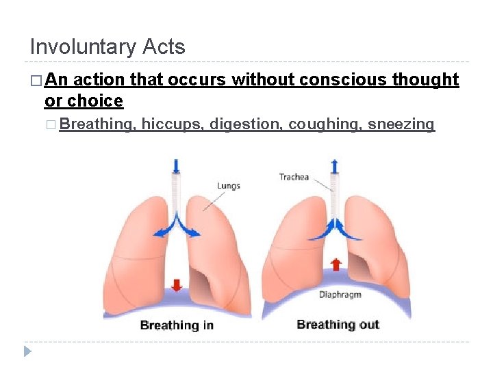 Involuntary Acts � An action that occurs without conscious thought or choice � Breathing, Involuntary Acts � An action that occurs without conscious thought or choice � Breathing,
