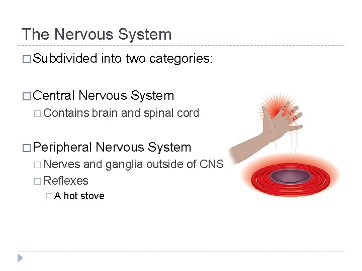 The Nervous System � Subdivided � Central into two categories: Nervous System � Contains The Nervous System � Subdivided � Central into two categories: Nervous System � Contains