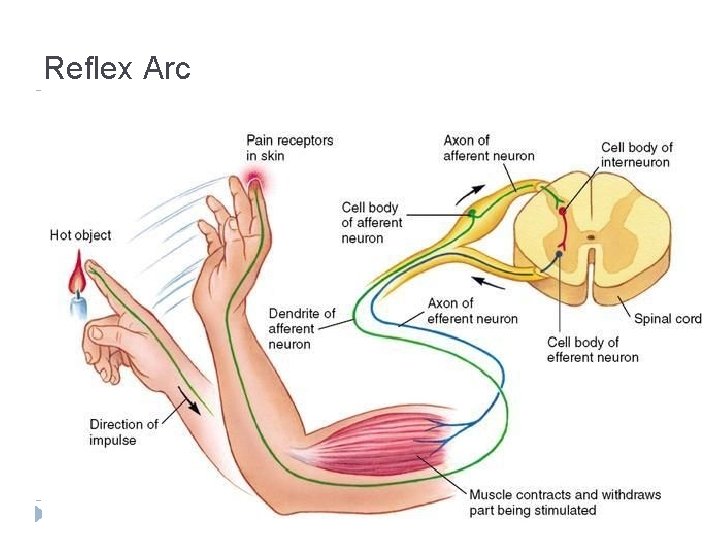 Reflex Arc Reflex Arc