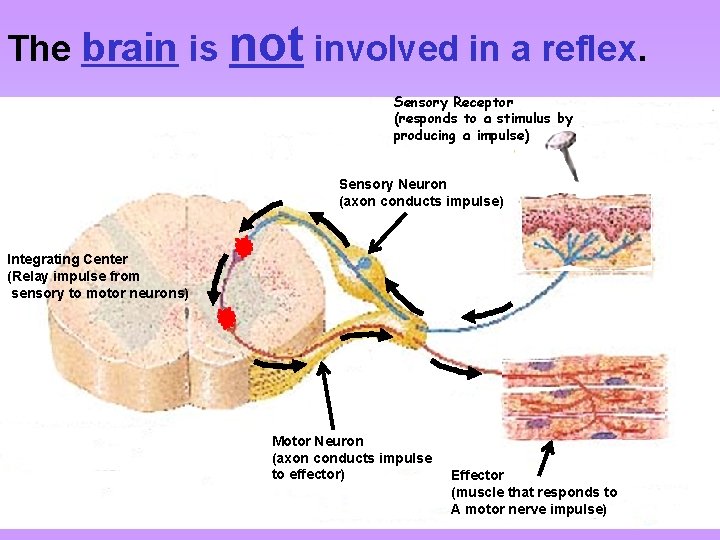 The brain is not involved in a reflex. Sensory Receptor (responds to a stimulus The brain is not involved in a reflex. Sensory Receptor (responds to a stimulus