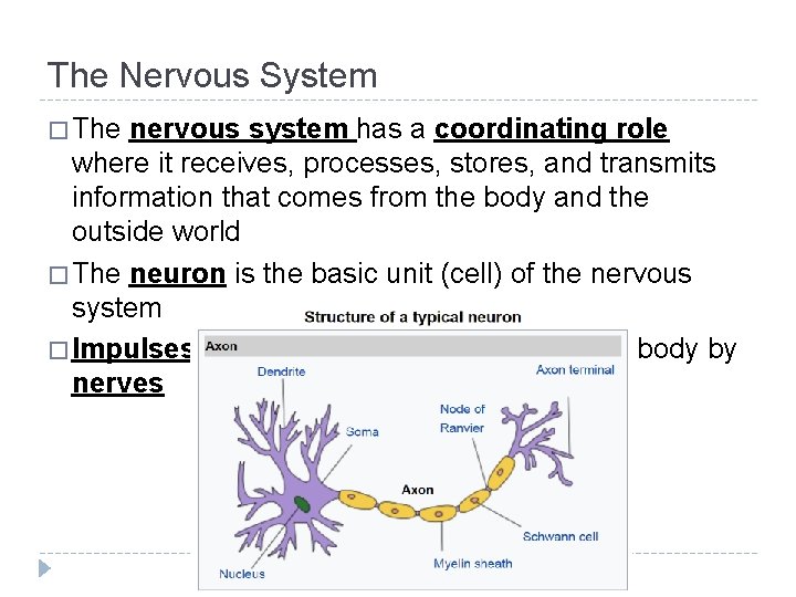 The Nervous System � The nervous system has a coordinating role where it receives, The Nervous System � The nervous system has a coordinating role where it receives,