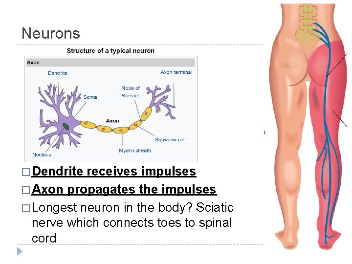 Neurons � Dendrite receives impulses � Axon propagates the impulses � Longest neuron in Neurons � Dendrite receives impulses � Axon propagates the impulses � Longest neuron in