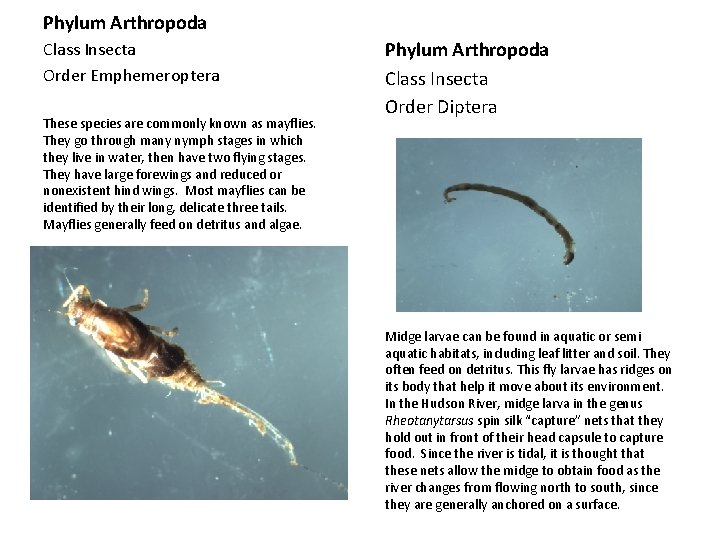 Phylum Arthropoda Class Insecta Order Emphemeroptera These species are commonly known as mayflies. They