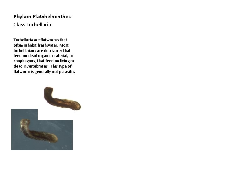Phylum Platyhelminthes Class Turbellaria are flatworms that often inhabit freshwater. Most turbellarians are detrivores