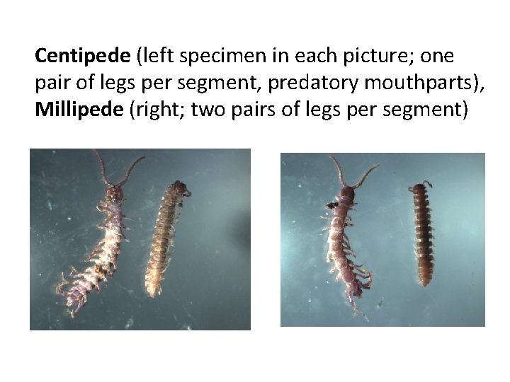 Centipede (left specimen in each picture; one pair of legs per segment, predatory mouthparts),
