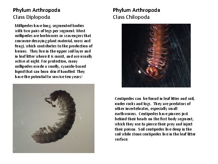 Phylum Arthropoda Class Diplopoda Phylum Arthropoda Class Chilopoda Millipedes have long, segmented bodies with