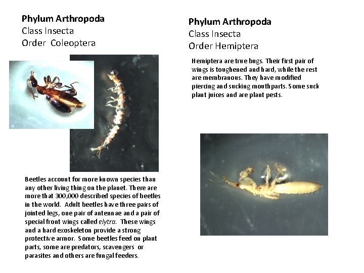 Phylum Arthropoda Class Insecta Order Coleoptera Phylum Arthropoda Class Insecta Order Hemiptera are true