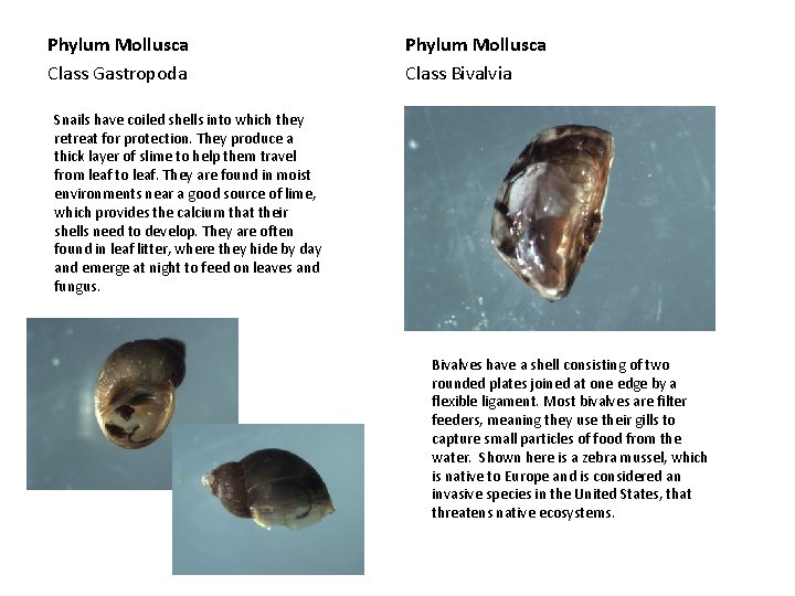 Phylum Mollusca Class Gastropoda Phylum Mollusca Class Bivalvia Snails have coiled shells into which