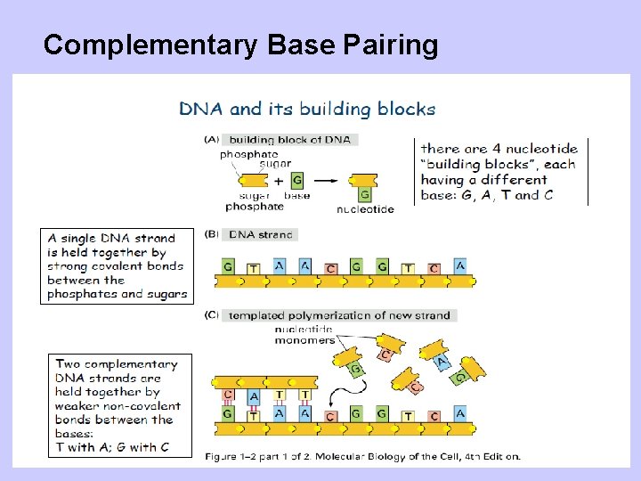 Complementary Base Pairing 