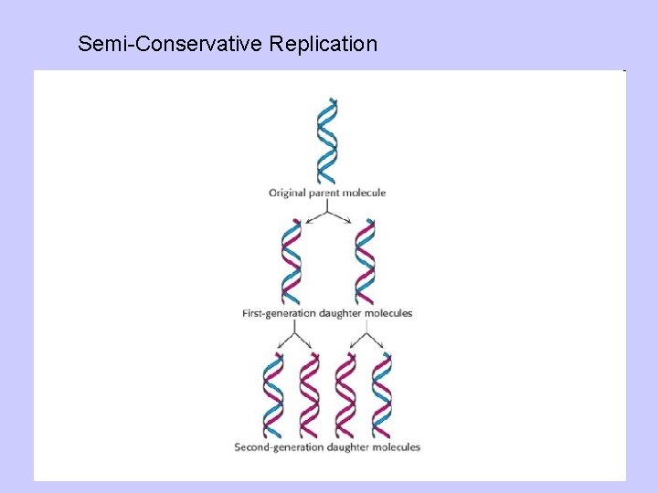 Semi-Conservative Replication 