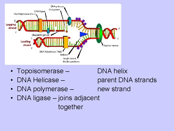  • • Topoisomerase – DNA helix DNA Helicase – parent DNA strands DNA