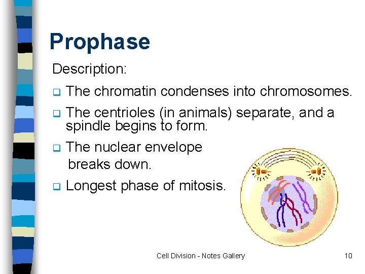 Prophase Description: q q The chromatin condenses into chromosomes. The centrioles (in animals) separate,