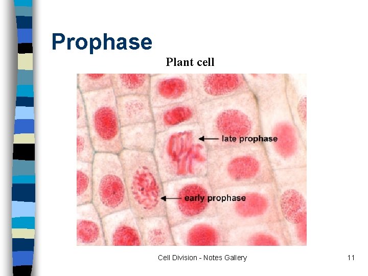 Prophase Plant cell Cell Division - Notes Gallery 11 