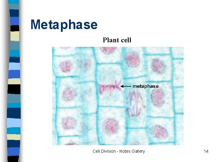 Metaphase Plant cell Cell Division - Notes Gallery 14 