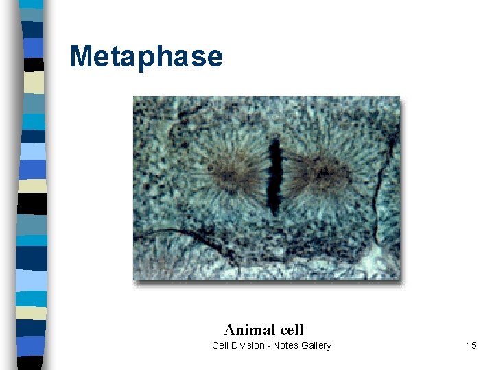 Metaphase Animal cell Cell Division - Notes Gallery 15 