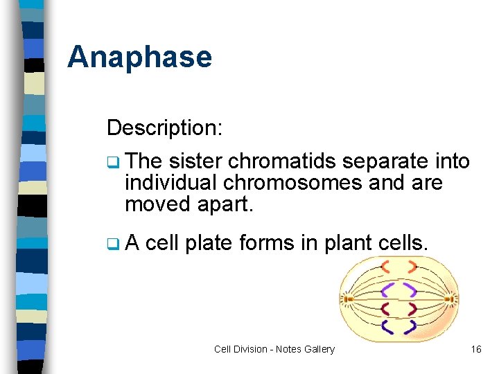 Anaphase Description: q The sister chromatids separate into individual chromosomes and are moved apart.