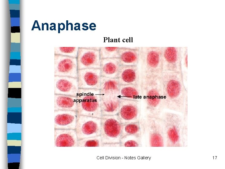 Anaphase Plant cell Cell Division - Notes Gallery 17 