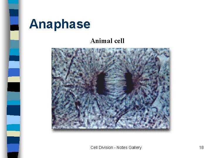 Anaphase Animal cell Cell Division - Notes Gallery 18 