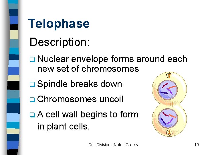 Telophase Description: q Nuclear envelope forms around each new set of chromosomes q Spindle