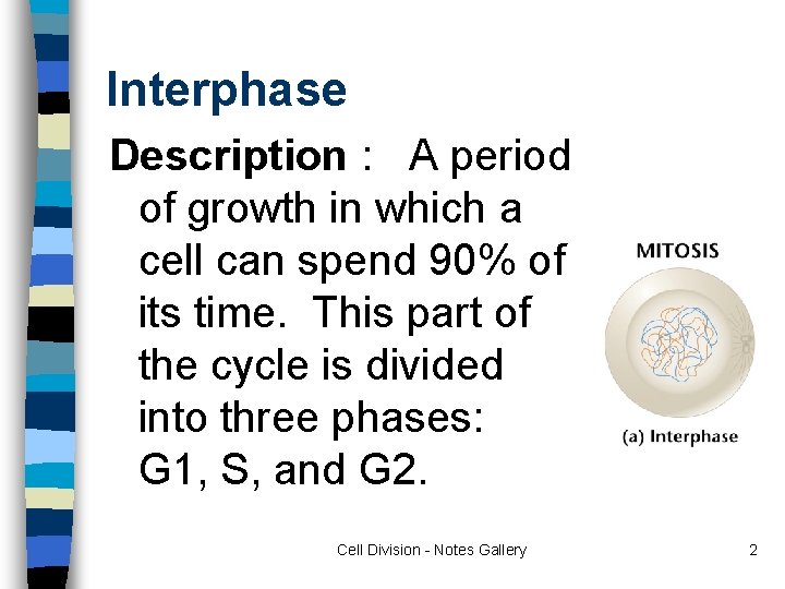 Interphase Description : A period of growth in which a cell can spend 90%