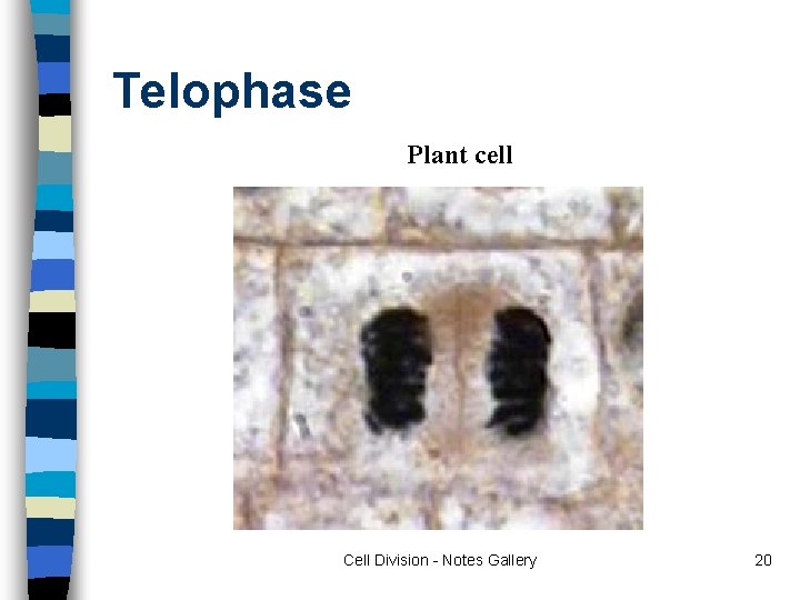 Telophase Plant cell Cell Division - Notes Gallery 20 