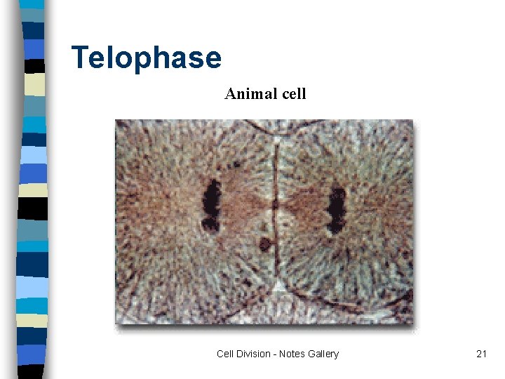 Telophase Animal cell Cell Division - Notes Gallery 21 