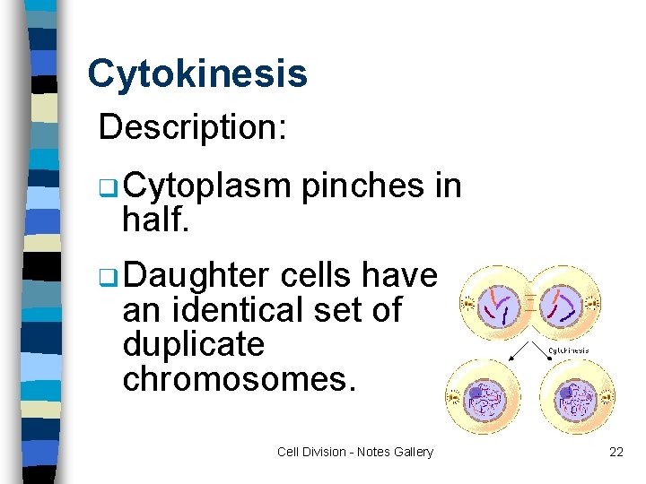 Cytokinesis Description: q Cytoplasm half. pinches in q Daughter cells have an identical set