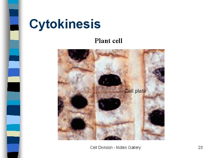 Cytokinesis Plant cell Cell Division - Notes Gallery 23 