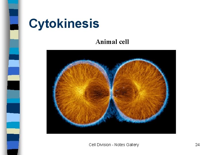 Cytokinesis Animal cell Cell Division - Notes Gallery 24 