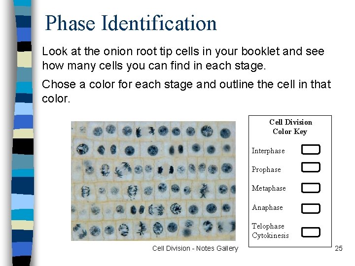 Phase Identification Look at the onion root tip cells in your booklet and see