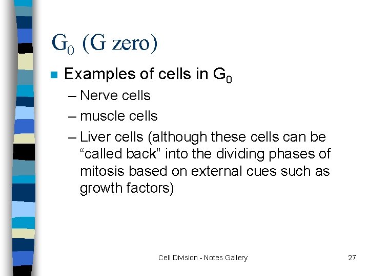 G 0 (G zero) n Examples of cells in G 0 – Nerve cells