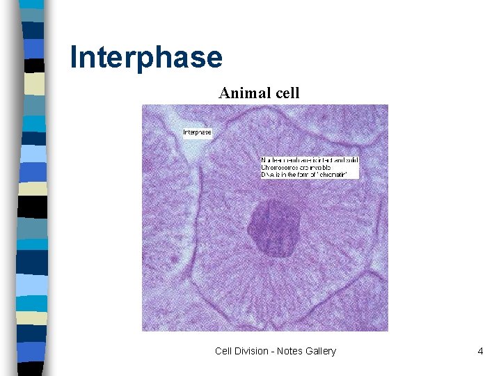 Interphase Animal cell Cell Division - Notes Gallery 4 