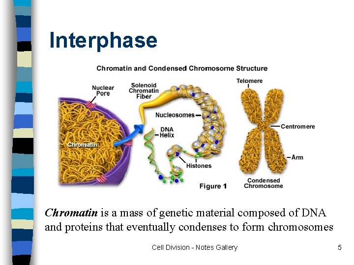 Interphase Chromatin is a mass of genetic material composed of DNA and proteins that