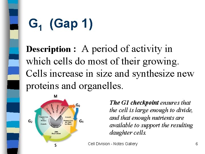 G 1 (Gap 1) Description : A period of activity in which cells do