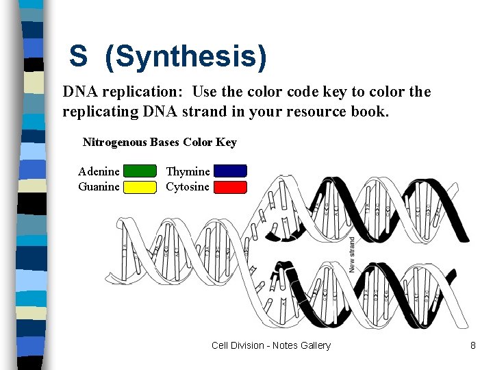 S (Synthesis) DNA replication: Use the color code key to color the replicating DNA