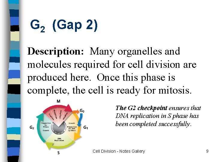 G 2 (Gap 2) Description: Many organelles and molecules required for cell division are