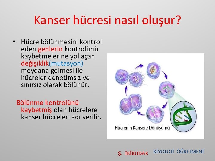 Kanser hücresi nasıl oluşur? • Hücre bölünmesini kontrol eden genlerin kontrolünü kaybetmelerine yol açan