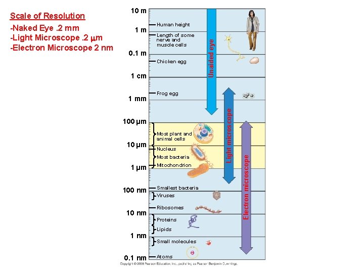 Human height Length of some nerve and muscle cells 0. 1 m Chicken egg